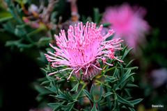 Isopogon dubius
