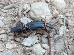 Chauliognathus magellanicus