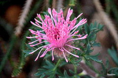 Isopogon dubius