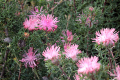 Isopogon dubius