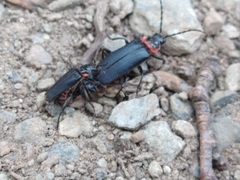 Chauliognathus magellanicus