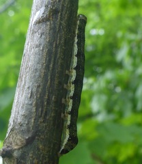 Orthosia rubescens