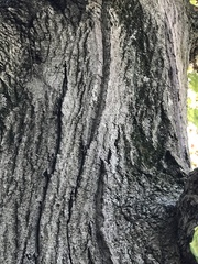 Quercus rubra