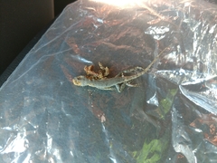 Sceloporus woodi
