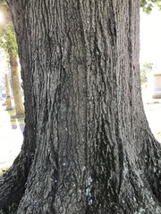 Quercus rubra