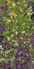 Spyridium parvifolium