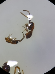 Ceraphronoidea