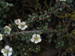 Cotoneaster integrifolius