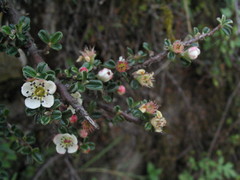 Cotoneaster integrifolius