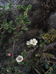 Cotoneaster integrifolius