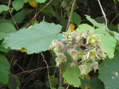 Rubus paniculatus