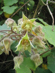 Rubus paniculatus
