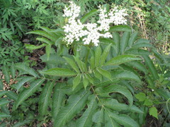 Sambucus adnata