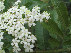 Sambucus adnata