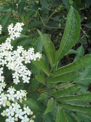 Sambucus adnata