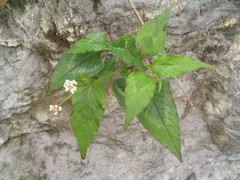 Persicaria microcephala