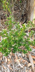 Spyridium thymifolium