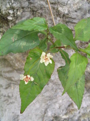 Persicaria microcephala