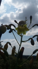 Prochnyanthes mexicana