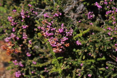 Erica curvirostris