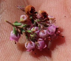 Erica curvirostris