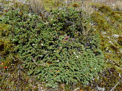Pimelea oreophila hetera