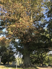 Quercus rubra