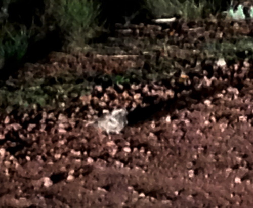 iNaturalist observation photo of Common Poorwill