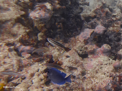 no rights reserved Striped Parrotfish