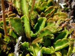 Brachyscome sinclairii