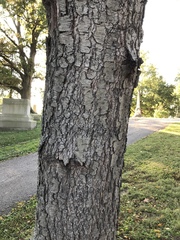 Prunus serotina