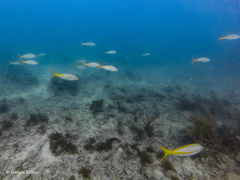 Yellowtail Snapper