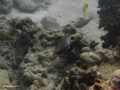 no rights reserved Redband Parrotfish
