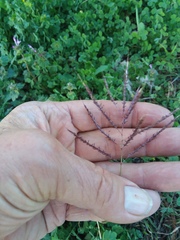Dichanthium annulatum