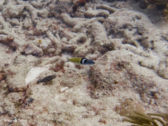 no rights reserved Caribbean Bluehead Wrasse