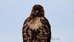 Buteo jamaicensis