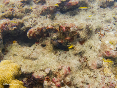 Yellowtail Damselfish