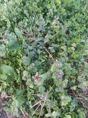 Dichanthium annulatum