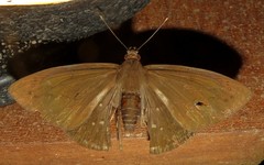 Nicephellus nicephorus
