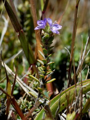 Veronica pimeleoides pimeleoides