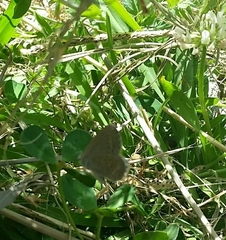 Zizina otis labradus