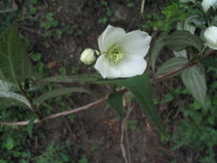 Philadelphus tomentosus