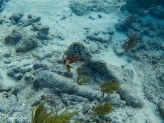 Stoplight Parrotfish