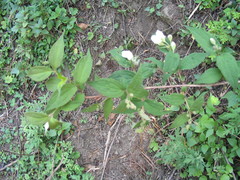 Philadelphus tomentosus