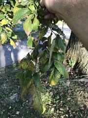 Ulmus americana