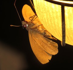 Nicephellus nicephorus