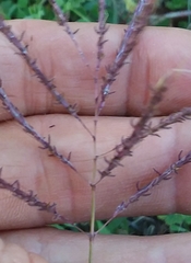 Dichanthium annulatum