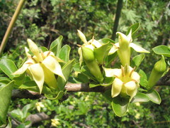 Himalrandia tetrasperma
