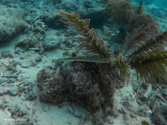 no rights reserved Western Atlantic Trumpetfish