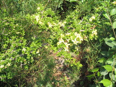 Himalrandia tetrasperma